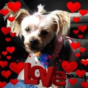 Meet your Posher, Patty